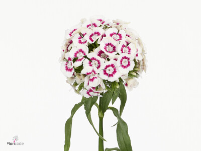 Dianthus barbatus Nemesis Breanthus