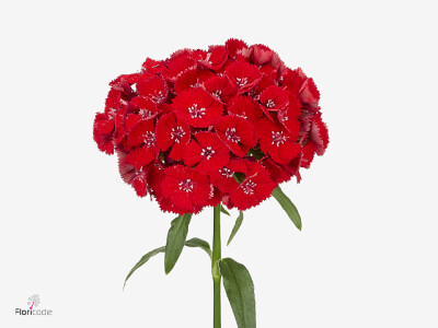 Dianthus barbatus Mansa Breanthus