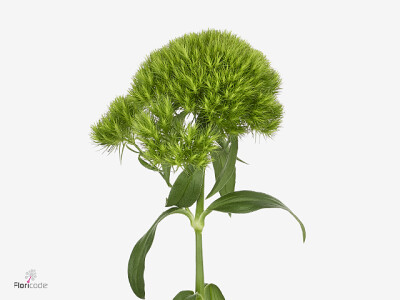 Dianthus barbatus Green Charm
