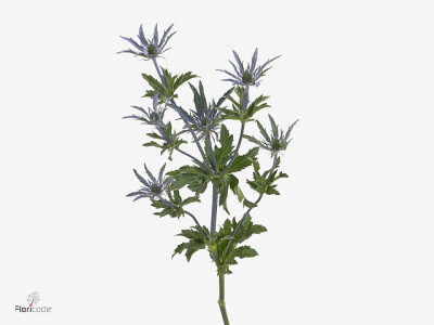 Eryngium planum Pacific Blue Stripe