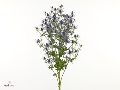 Eryngium Magical Purple Lagoon