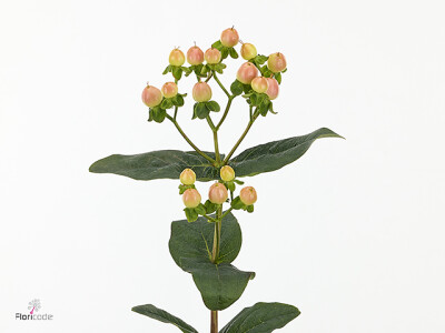 Hypericum x inodorum Magical Peach
