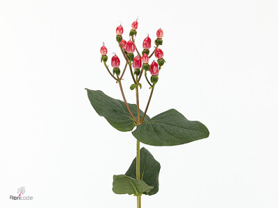 Hypericum x inodorum Magical Bicolor