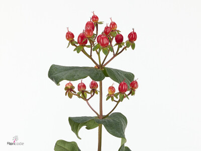 Hypericum x inodorum Magical Blush