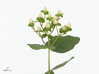 Hypericum androsaemum Sisu Twinkle