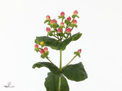 Hypericum androsaemum Sisu Flirt