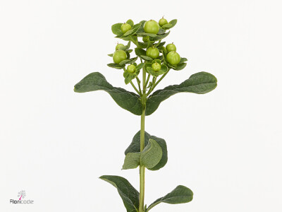 Hypericum inodorum Magical Lemon