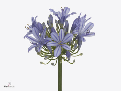 Agapanthus (Funnel Grp) 'Uri'