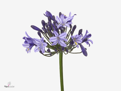 Agapanthus Everpanthus Poppin' Star