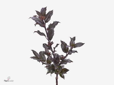 Ilex meserveae Jobo Red Xmas