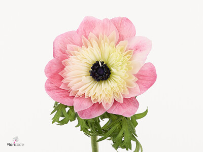 Anemone coronaria 'Levante Rosa Chiaro'