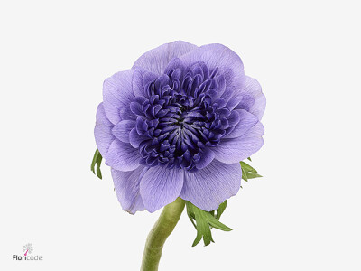 Anemone coronaria 'Levante Azzurro'