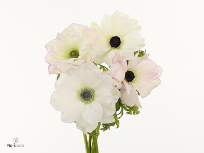 Anemone coronaria 'Mistral Edge'