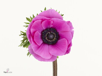 Anemone coronaria 'Scirocco Fucsia'