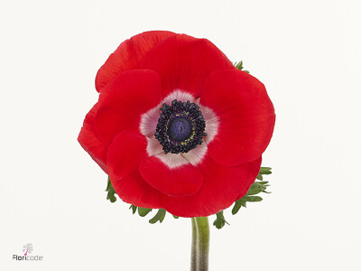 Anemone coronaria 'Scirocco Rosso'