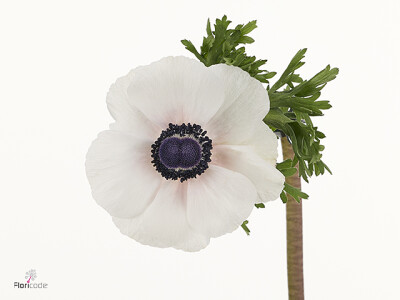 Anemone coronaria 'Scirocco Bianco'