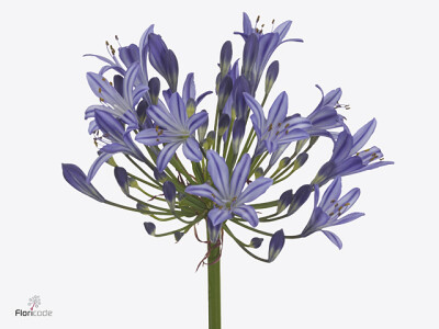 Agapanthus (Funnel Grp) 'Arctic Ocean'