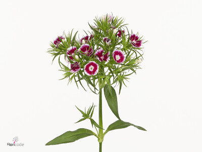 Dianthus barbatus Roi Breanthus