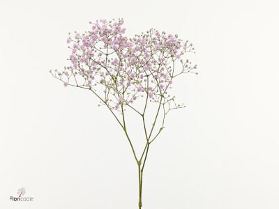 Gypsophila paniculata Pink Haze
