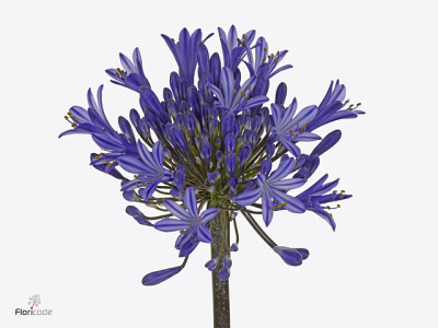 Agapanthus (Funnel Grp) Eyfori Dark Blue