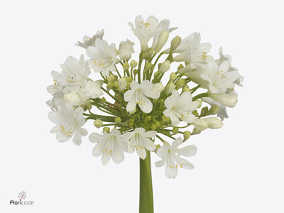 Agapanthus (Salver Grp) 'Casablanca'