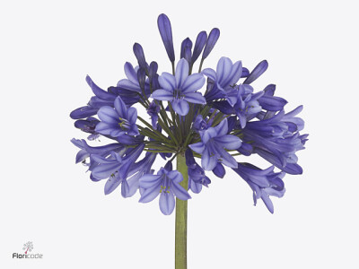 Agapanthus 'Petersinn'