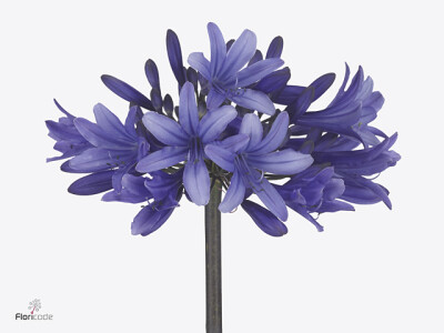 Agapanthus 'Blue Surprise'