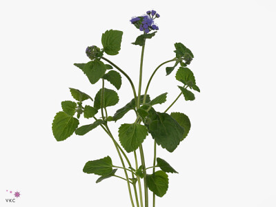 Ageratum houstonianum 'Blue Planet'