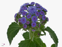 Ageratum houstonianum 'Blue Everest'