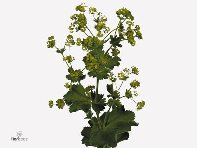 Alchemilla mollis 'Robustica'