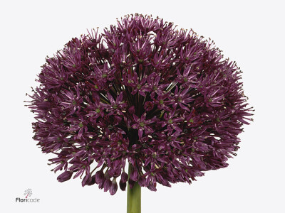 Allium 'Purple Sensation'