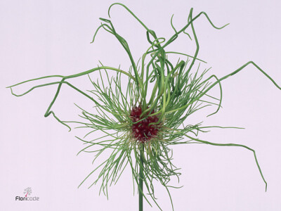 Allium 'Hair'