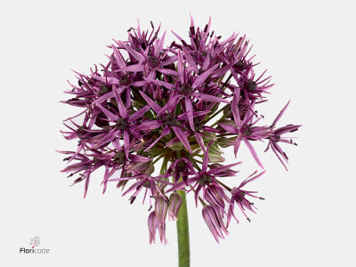 Allium 'Violet Beauty'