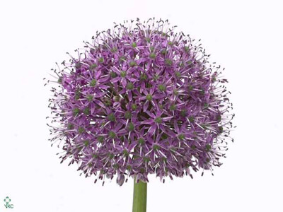 Allium 'Statos'