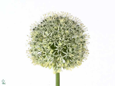 Allium 'Mount Everest'