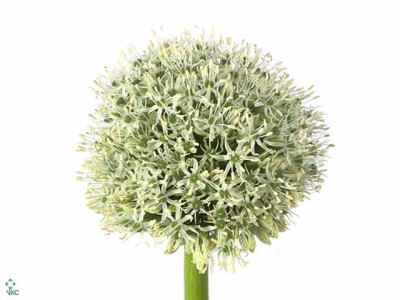 Allium stipitatum 'White Giant'