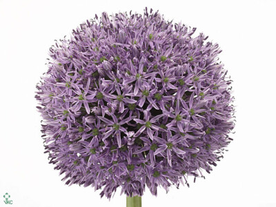 Allium 'Gladiator'