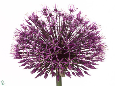 Allium jesdianum 'Early Emperor'