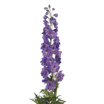 Delphinium dubbelbloemig (Elatum Grp) Amor Louise
