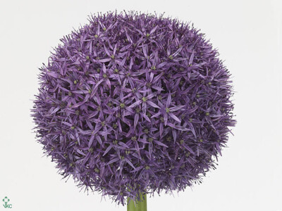 Allium 'Globemaster'