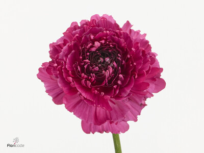 Ranunculus asiaticus Brushmark Braga