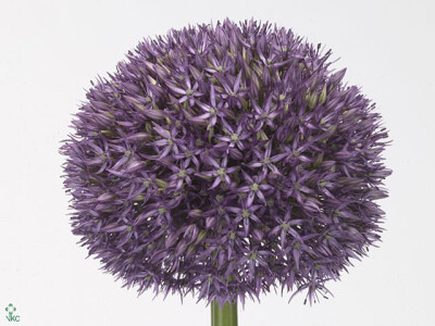 Allium 'Pinball Wizard'