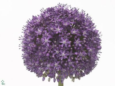 Allium 'Ambassador'