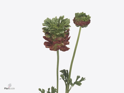 Ranunculus asiaticus Romance Crown Bastille