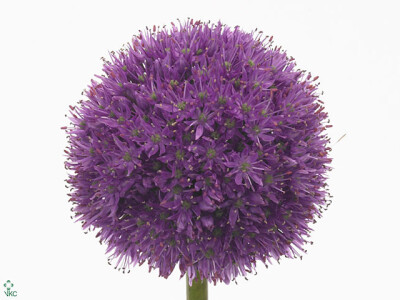 Allium 'His Excellency'