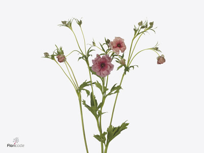 Ranunculus Natura Moderna Energia