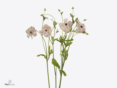 Ranunculus Natura Moderna Carezza