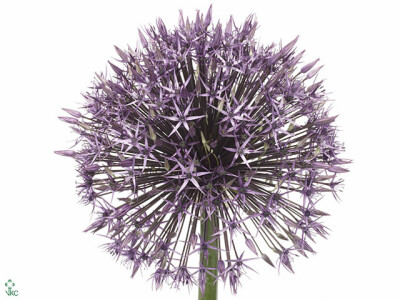 Allium 'Universe'