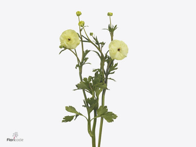 Ranunculus Natura Moderna Limoncello