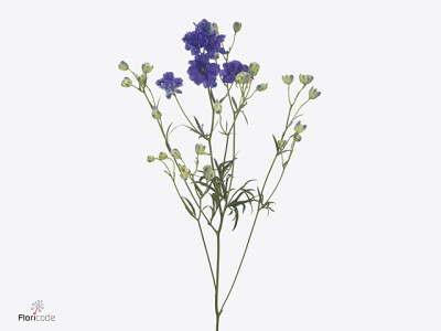 Delphinium dubbelbloemig grandiflorum 'Bijou Aquamarine'